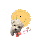 マルプー のむぎちゃん（個別スタンプ：5）