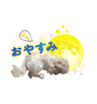 マルプー のむぎちゃん（個別スタンプ：19）
