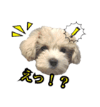 マルプー のむぎちゃん（個別スタンプ：23）