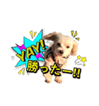 マルプー のむぎちゃん（個別スタンプ：31）