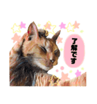 あべ家の猫達（個別スタンプ：8）