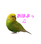 インコちゃんの日常（個別スタンプ：1）