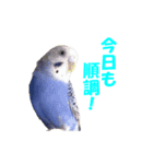 インコちゃんの日常（個別スタンプ：2）
