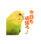 インコちゃんの日常（個別スタンプ：3）