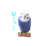 インコちゃんの日常（個別スタンプ：4）