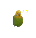 インコちゃんの日常（個別スタンプ：5）