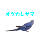 インコちゃんの日常（個別スタンプ：6）