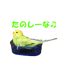 インコちゃんの日常（個別スタンプ：7）