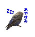 インコちゃんの日常（個別スタンプ：8）