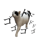 リアルな野良猫（個別スタンプ：1）
