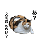 リアルな野良猫（個別スタンプ：3）