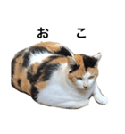 リアルな野良猫（個別スタンプ：4）
