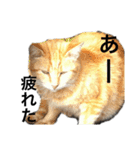 リアルな野良猫（個別スタンプ：7）