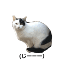 リアルな野良猫（個別スタンプ：11）