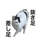 リアルな野良猫（個別スタンプ：13）