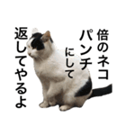 リアルな野良猫（個別スタンプ：14）
