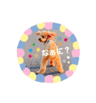 トイプードルのウィルくん（個別スタンプ：5）