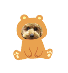 トイプードルのウィルくん（個別スタンプ：18）