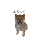 豆柴りんの日常（個別スタンプ：1）