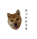 豆柴りんの日常（個別スタンプ：2）
