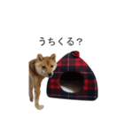 豆柴りんの日常（個別スタンプ：10）
