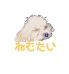 シナたんくぅたん（個別スタンプ：3）