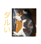 チャミのスタンプ（個別スタンプ：6）