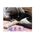 チャミのスタンプ（個別スタンプ：11）