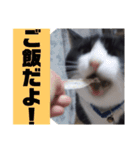 チャミのスタンプ（個別スタンプ：13）