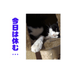 チャミのスタンプ（個別スタンプ：15）
