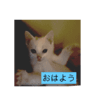 むぎちゃんだにゃー（個別スタンプ：4）