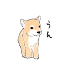 愛らしく真面目な柴犬さん 関西弁日常会話（個別スタンプ：3）