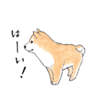 愛らしく真面目な柴犬さん 関西弁日常会話（個別スタンプ：4）