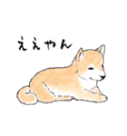 愛らしく真面目な柴犬さん 関西弁日常会話（個別スタンプ：5）