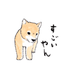愛らしく真面目な柴犬さん 関西弁日常会話（個別スタンプ：6）