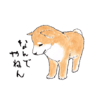 愛らしく真面目な柴犬さん 関西弁日常会話（個別スタンプ：10）