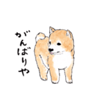 愛らしく真面目な柴犬さん 関西弁日常会話（個別スタンプ：18）