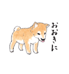 愛らしく真面目な柴犬さん 関西弁日常会話（個別スタンプ：21）