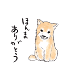 愛らしく真面目な柴犬さん 関西弁日常会話（個別スタンプ：22）