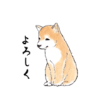 愛らしく真面目な柴犬さん 関西弁日常会話（個別スタンプ：23）