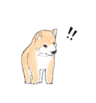 愛らしく真面目な柴犬さん 関西弁日常会話（個別スタンプ：29）