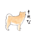 愛らしく真面目な柴犬さん 関西弁日常会話（個別スタンプ：36）