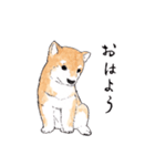 愛らしく真面目な柴犬さん 関西弁日常会話（個別スタンプ：37）