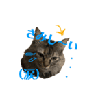 まいぺーすミーちゃん2（個別スタンプ：7）