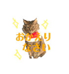 まいぺーすミーちゃん2（個別スタンプ：8）
