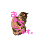まいぺーすミーちゃん2（個別スタンプ：11）