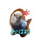 lovely bird sichan インコのしーちゃん（個別スタンプ：3）