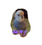 lovely bird sichan インコのしーちゃん（個別スタンプ：6）