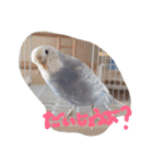 lovely bird sichan インコのしーちゃん（個別スタンプ：16）