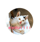 飼い猫たちの日常生活（個別スタンプ：1）